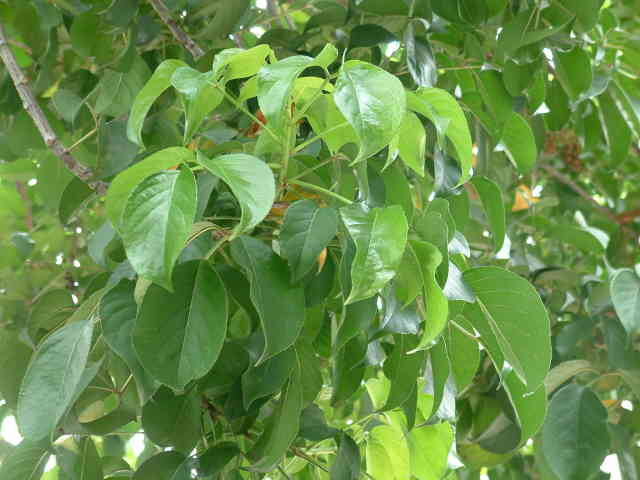 重阳木